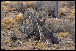 Renard gris de Patagonie