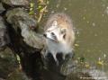 Parc des mamelles, raton laveur