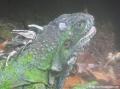 Parc des mamelles, iguane