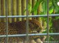 Parc des mamelles, jaguar