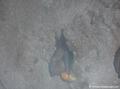 Parc des mamelles, chauve-souris