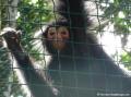 Parc des mamelles, singe