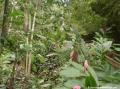 Parc des mamelles, forêt tropicale