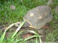 Parc des mamelles, tortue