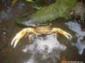 Parc des mamelles, crabe