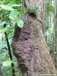 Termitière en forêt tropicale, Guadeloupe