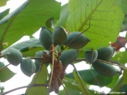 Plage des amandiers, amandes