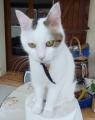 Chats d�j� adopt�s