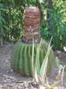 Cactus "tête à l'anglais" la Désirade