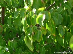 Feuilles de mancenillier