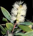 Cajeput