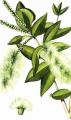 Melaleuca leucalendron