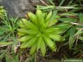 Ananas montage