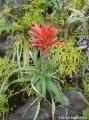 Ananas montagne
