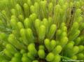 Licopode