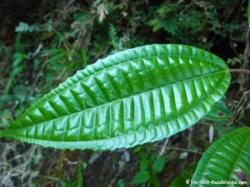 Plante "cotelette"