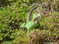 Iguane commun