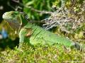 Iguane commun