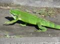Iguane commun