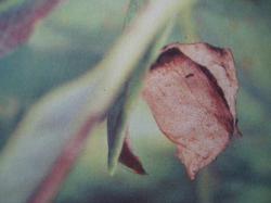 Attelabus nitens
