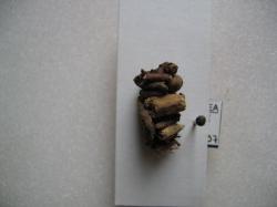Limnephilus flavicornis Fourreau larvaire Coll. A.M.B legit. Lieu Eure