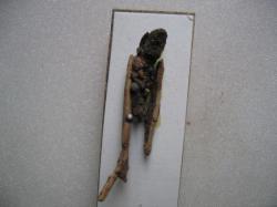 Halesus radiatus Fourreau larvaire Coll. A.M.B legit. Lieu Eure