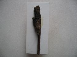 Halesus radiatus Fourreau larvaire Coll. A.M.B legit. Lieu Eure