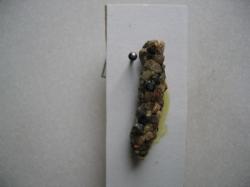 Micropterna sequax Fourreau larvaire Coll. A.M.B legit. Lieu Eure