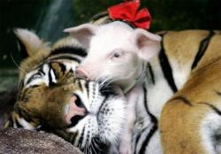 Tigre