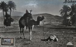 Biskra (Alg�rie), une carte postale des ann�es 50