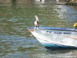 Port de p&ecirc;che de Bananier - P&eacute;lican sur barque de p&ecirc;cheur