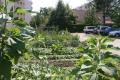 Melun - jardin d'insertion