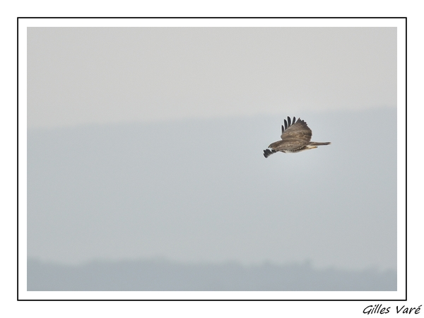 Buse variable(7)(site).jpg