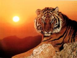 Tigre