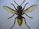 Insectes de l'été; Dessin de Marie-Josée Y.