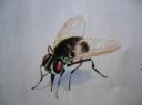 Insectes de l'été; Dessin de Marie-Josée Y.
