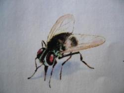Insectes de l'&eacute;t&eacute;; Dessin de Marie-Jos&eacute;e Y.