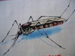Insectes de l'&eacute;t&eacute;; Dessin de Marie-Jos&eacute;e Y.