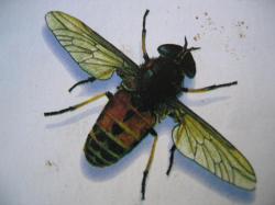 Insectes de l'été; Dessin de Marie-Josée Y.