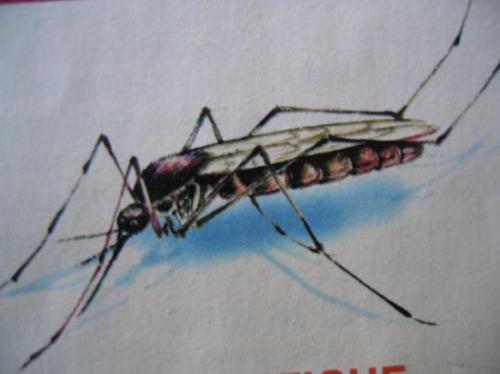 Insectes de l'été; Dessin de Marie-Josée Y.