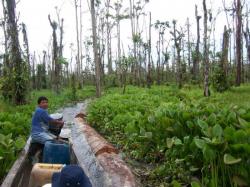Deforestation Choco - Une fois le bois coupe, le transport jusqu'a la riviere principale se fait dans de petits canaux artificiels
