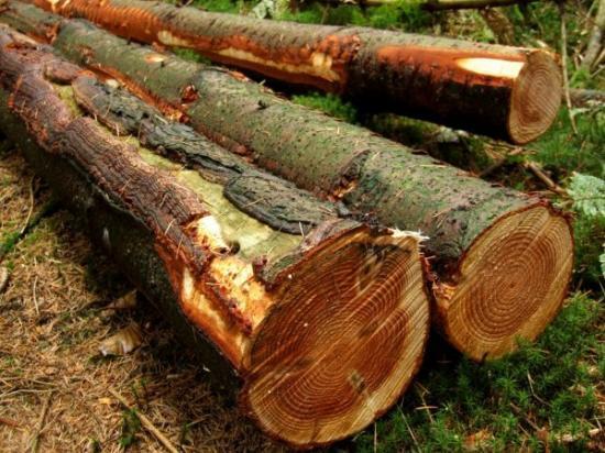 essences de bois au cameroun essences de bois au cameroun