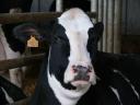 Une jolie vache aux portes ouvertes au lycée agricole de Crézancy