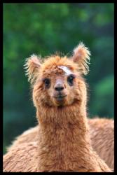 Un lama !