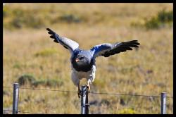 Un aigle rencontr&eacute; dans la pampa
