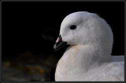 Oiseau sur le port d'Ushua&iuml;a
