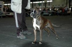 DONA RAMONA (CACIB BORDEAUX 2010)