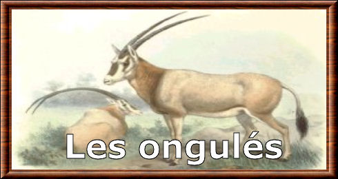 Les ongul�s