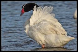 Cygne &agrave; col noir