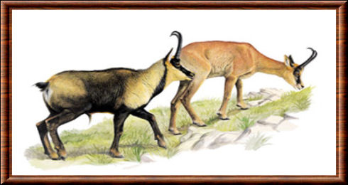 Les animaux de la famille des ongul�s